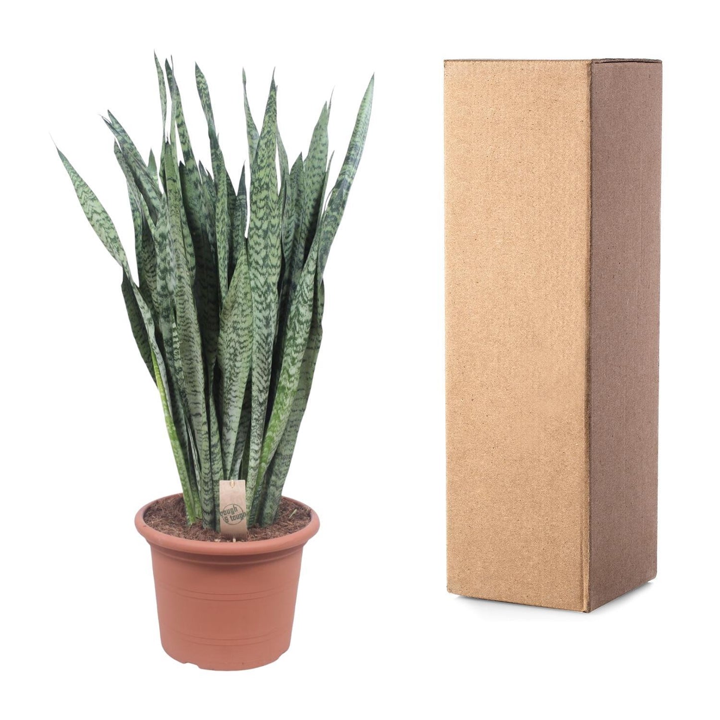 Moscow - Sansevieria Zeylenica