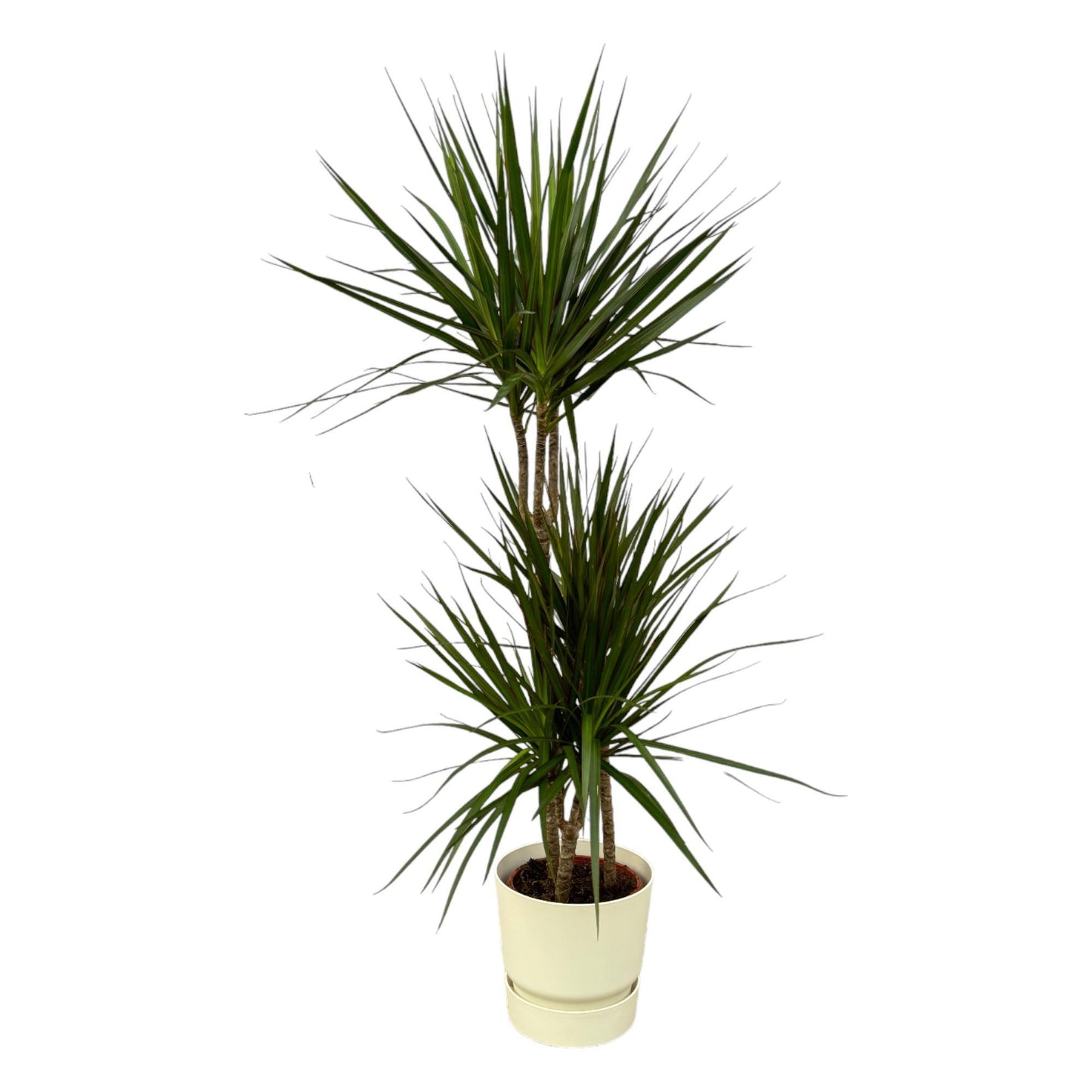 Houston - Dracaena Marginata