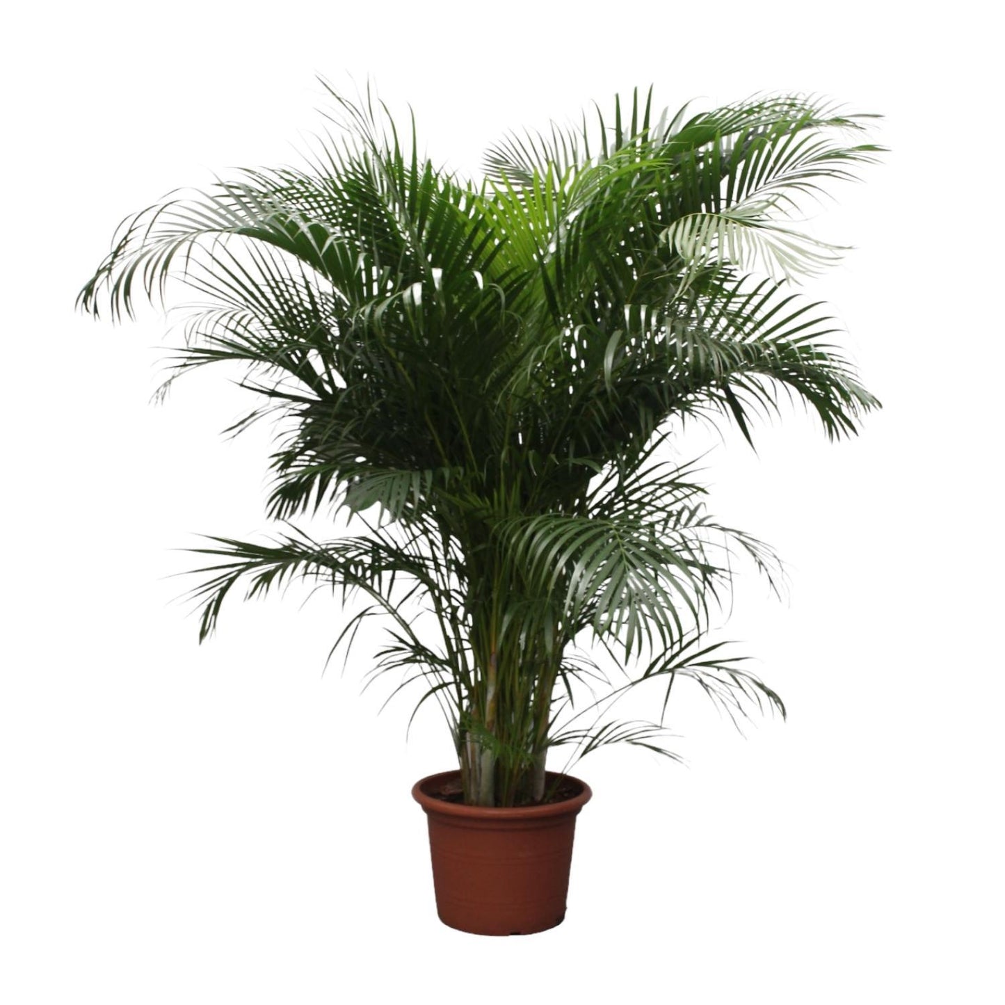 Hong Kong - Areca palm