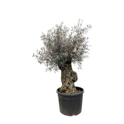 Casablanca - Olea Europaea Bonsai