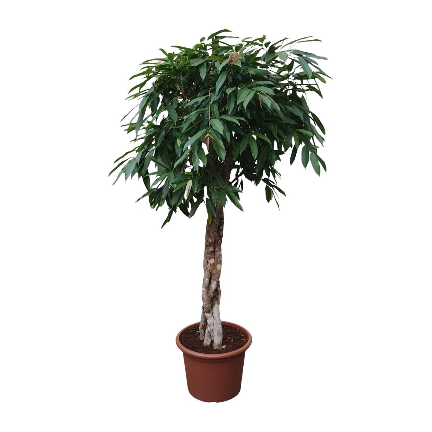 Amsterdam - Ficus Amstel King