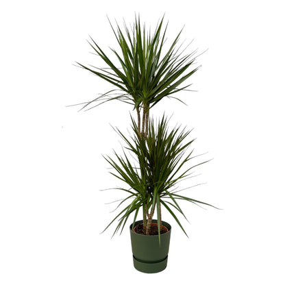 Houston - Dracaena Marginata