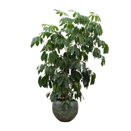 Essen - Schefflera Amate