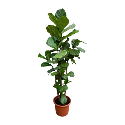 Geneva - Ficus Lyrata (Branched)