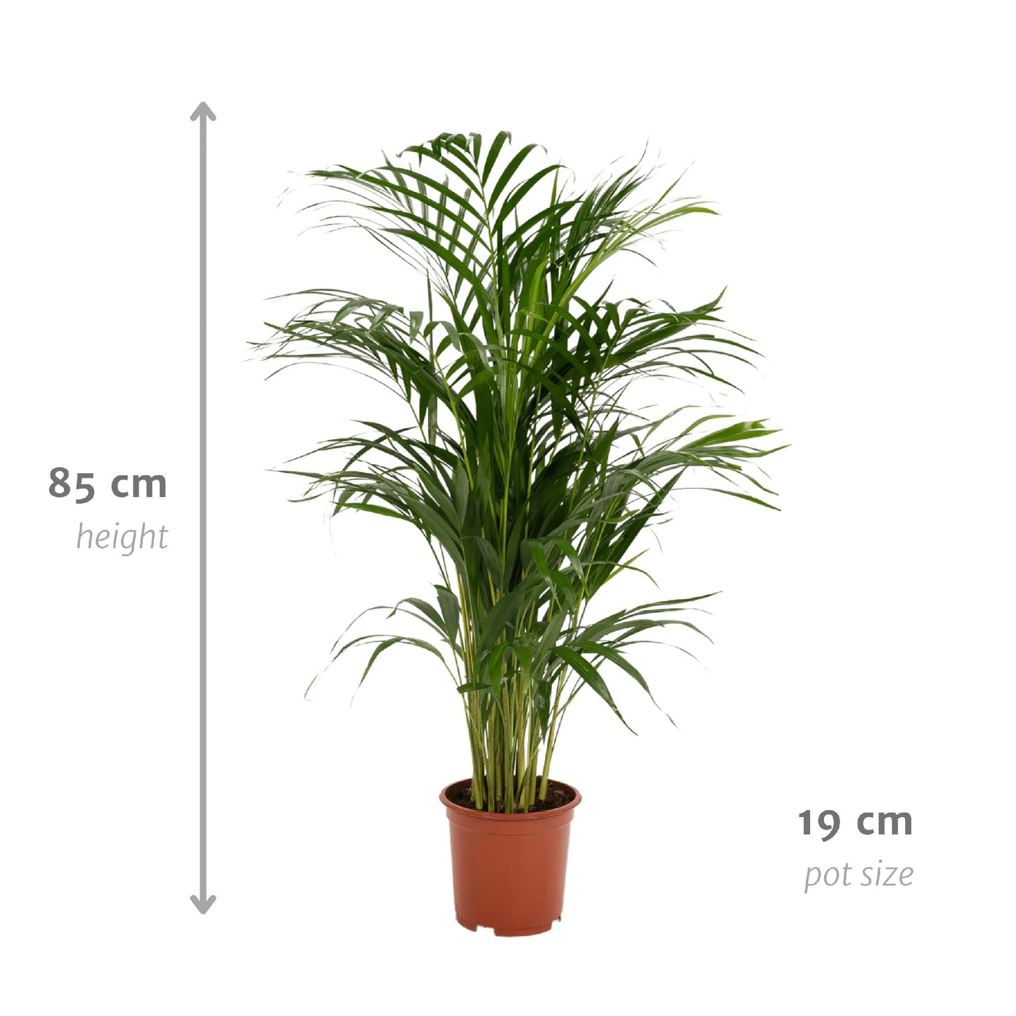 Hong Kong - Areca palm