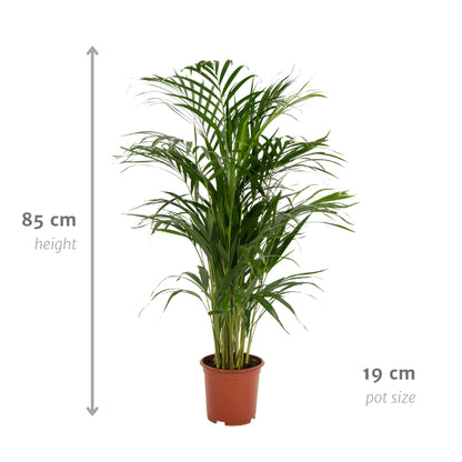 Hong Kong - Areca palm