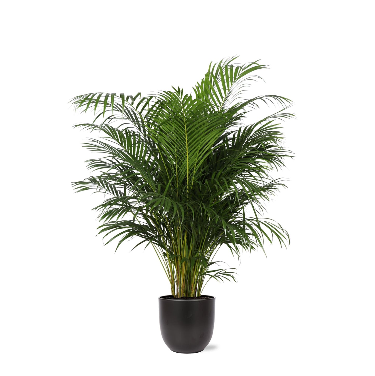 Hong Kong - Areca palm