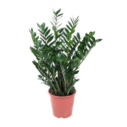 Istanbul - Zamioculcas Zamiifolia