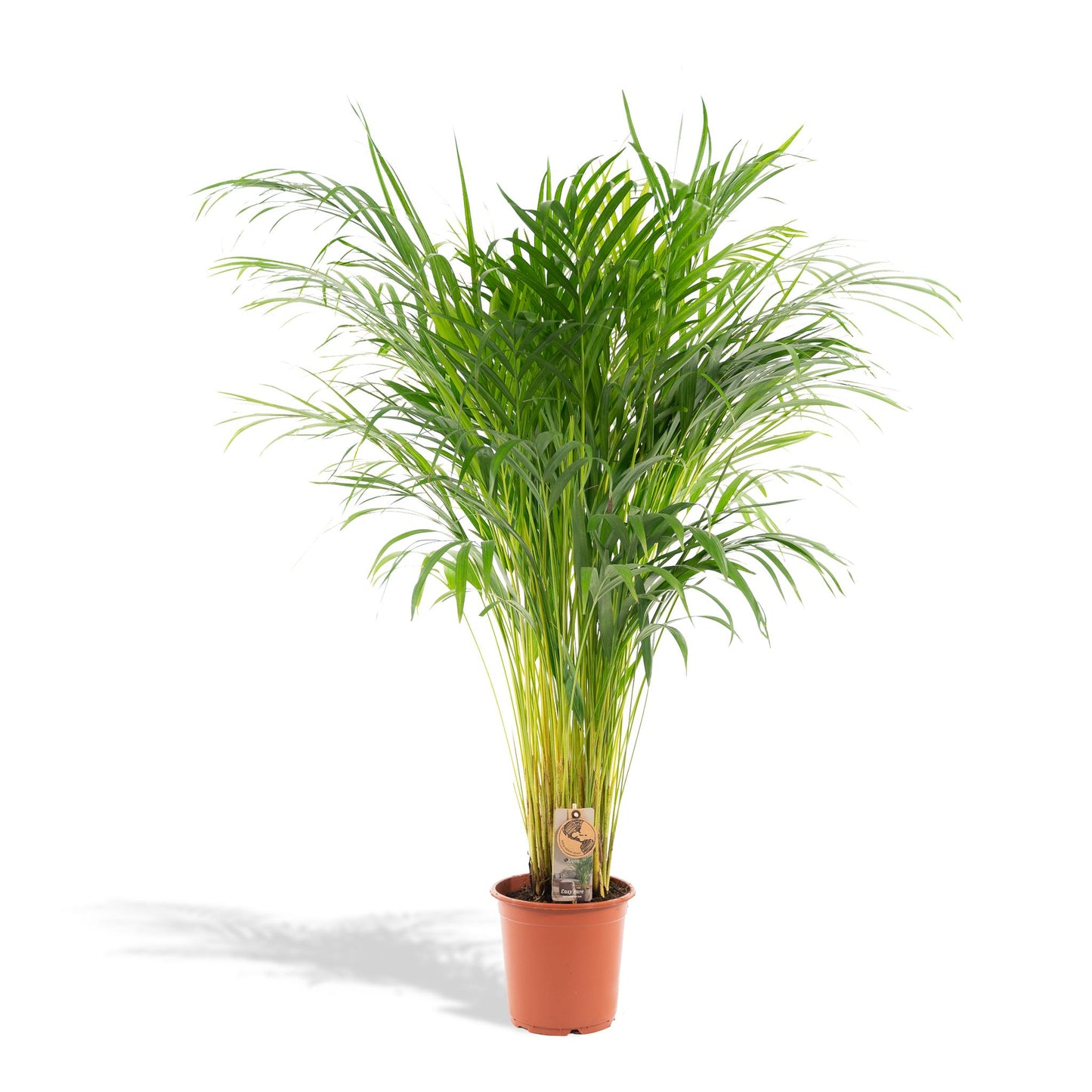 Hong Kong - Areca palm