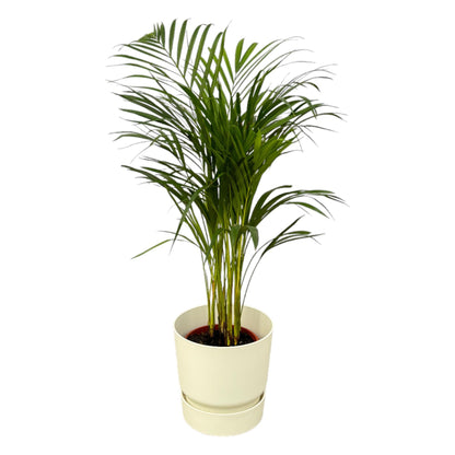 Hong Kong - Areca palm