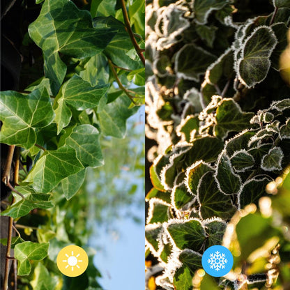 Hedera Hibernica - Ivy - Pre Grown hedge