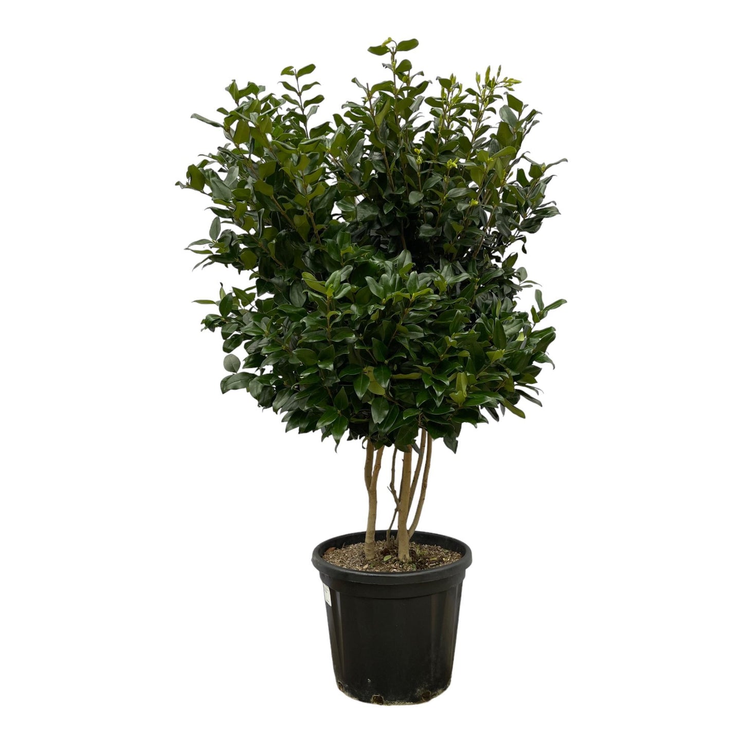 Malagá - Ligustrum Texano