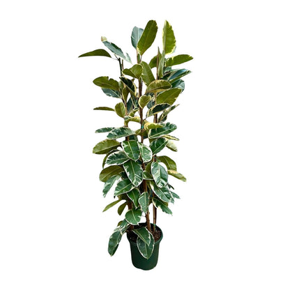 Birmingham - Ficus Elastica Tineke