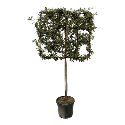 Dresden - Quercus ilex (Tree on Rack)