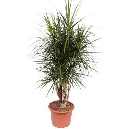 Houston - Dracaena Marginata