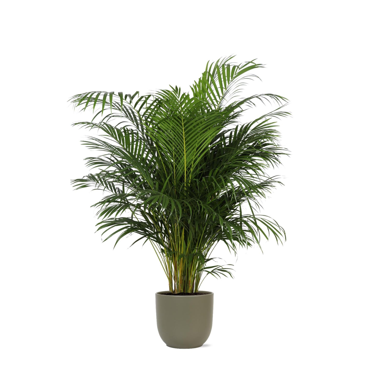 Hong Kong - Areca palm