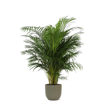 Hong Kong - Areca palm