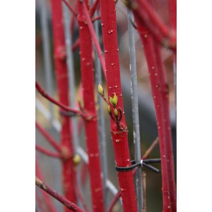 Cornus alba 'Sibirica' - Pre grown hedge