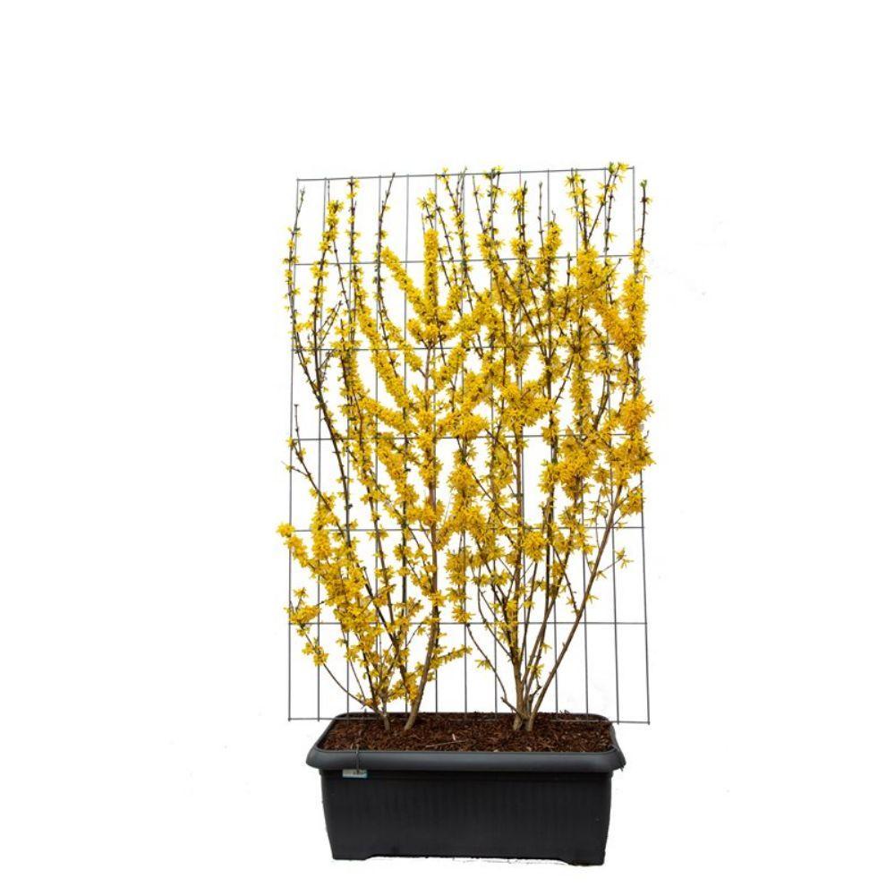 Forsythia int. 'Lynwood' - Pre Grown Hedge