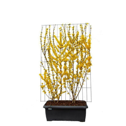 Forsythia int. 'Lynwood' - Pre Grown Hedge