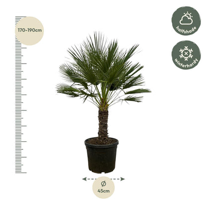 Larissa - Chamaerops Humilis (Tree)