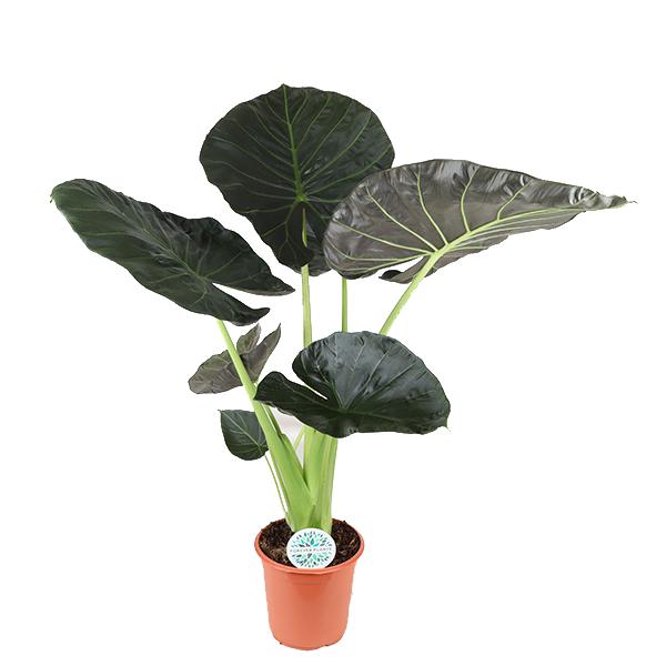 New York - Alocasia Regal Shield