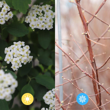 Spiraea Vanhouttei - Musclebush - Pre Grown Hedge