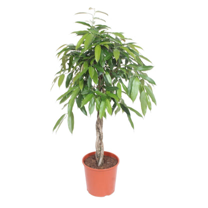 Amsterdam - Ficus Amstel King