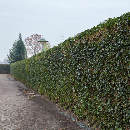 Hedera Hibernica - Ivy - Pre Grown hedge