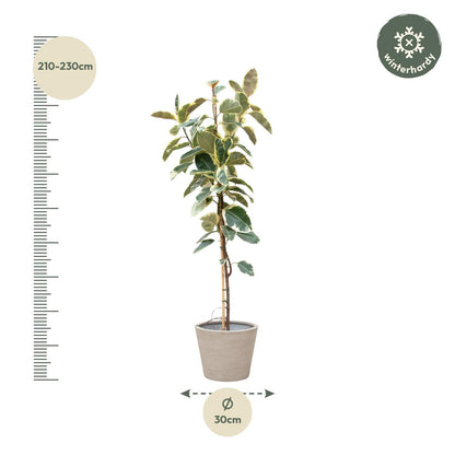 Pisa - Ficus Tineke (Tree)