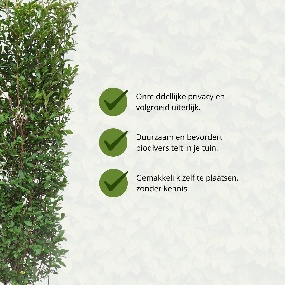 Ligustrum Ovalifolium - Privet Hedge - Pre Grown Hedge