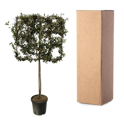 Dresden - Quercus ilex (Tree on Rack)