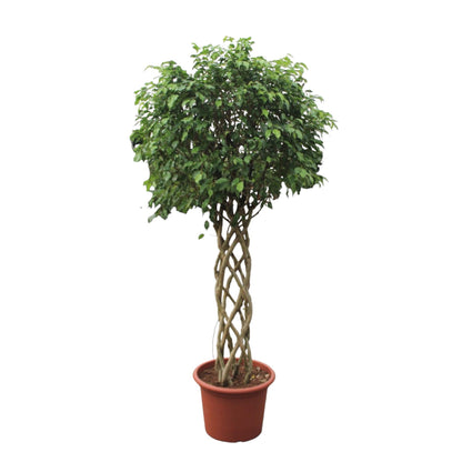 Warsaw - Ficus Benjamina Exotica