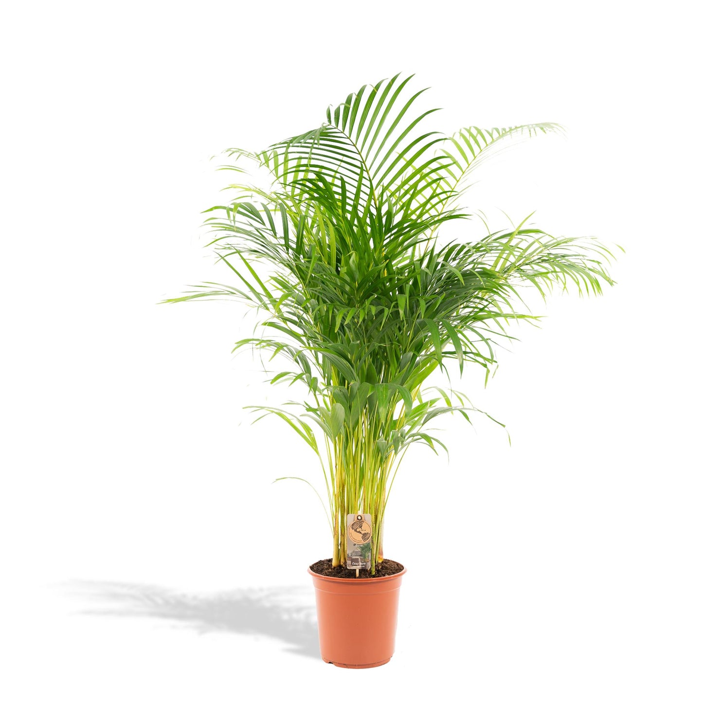 Hong Kong - Areca palm