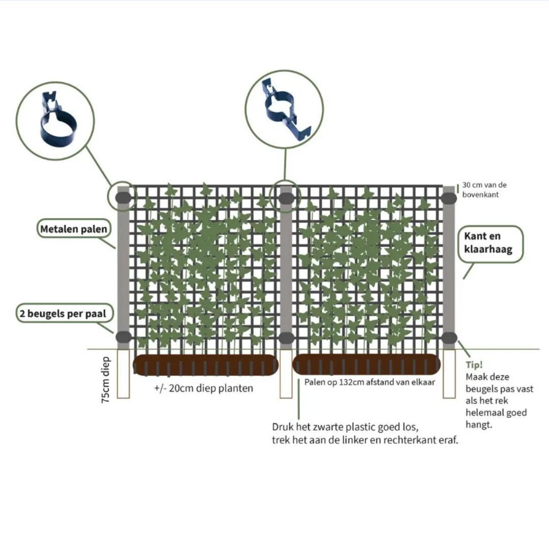 Ligustrum Ovalifolium - Privet Hedge - Pre Grown Hedge