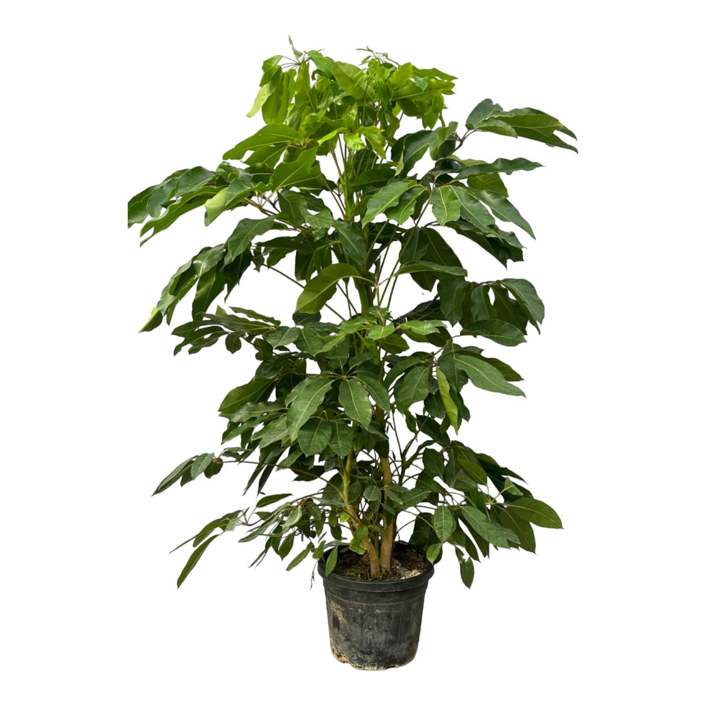 Essen - Schefflera Amate