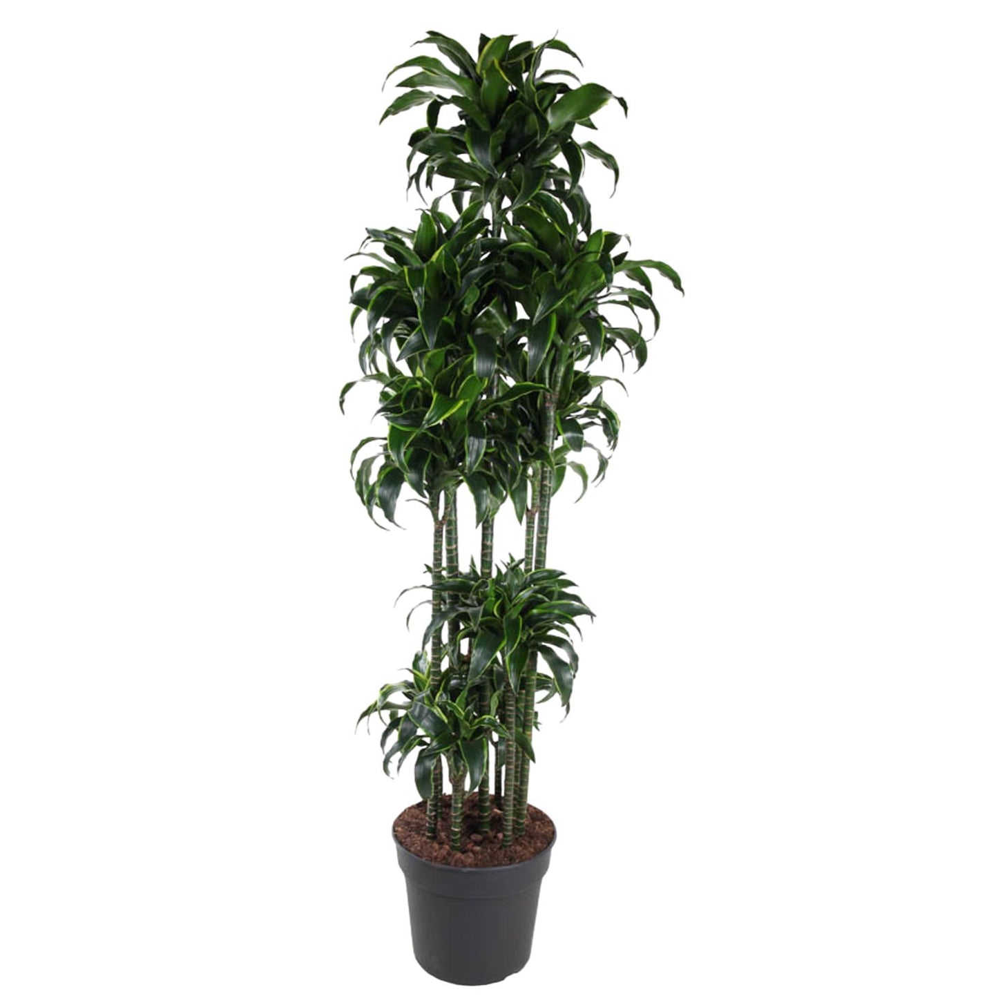 Milan - Dracaena Dorado