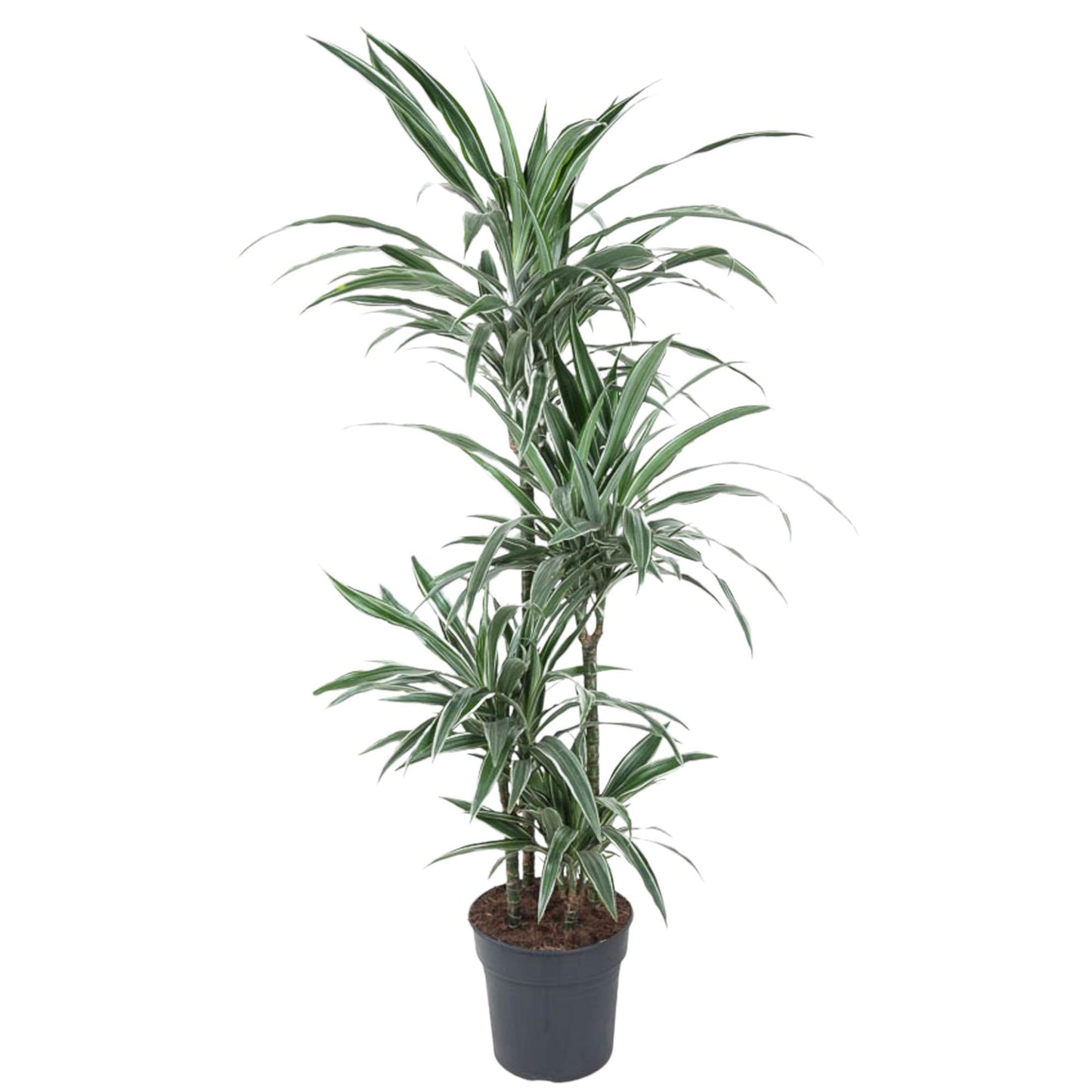 Brussels - Dracaena Warneckei