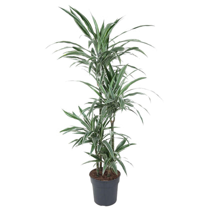 Brussels - Dracaena Warneckei