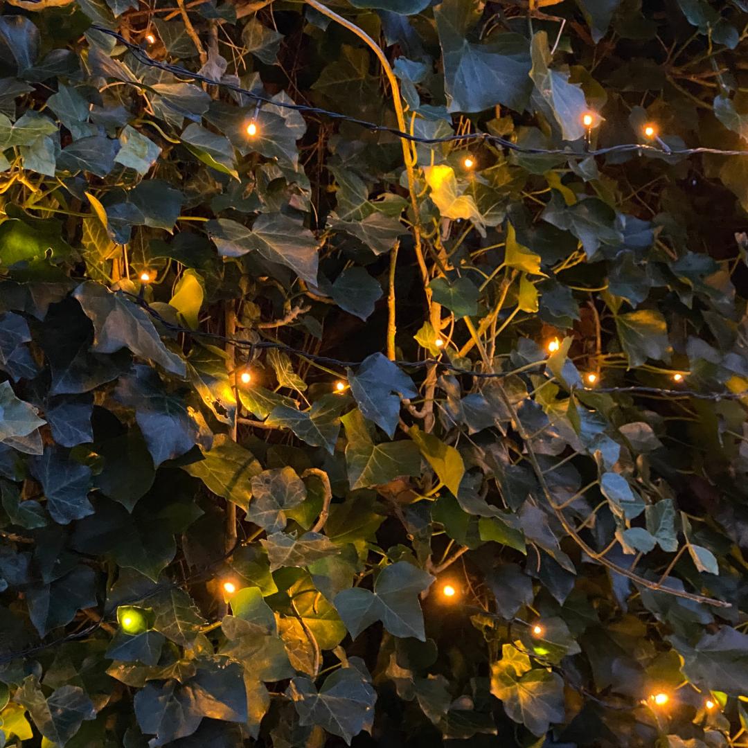 Hedera Hibernica - Ivy - Pre Grown hedge