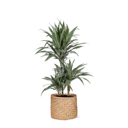 Doha - Dracaena Warneckii