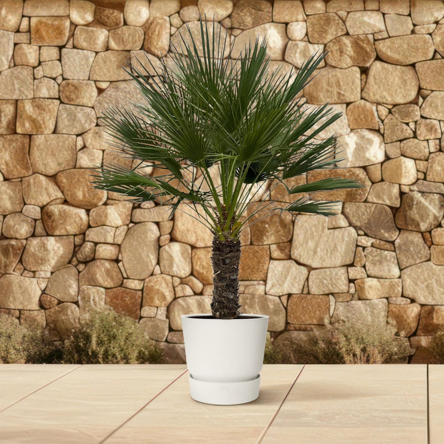 Larissa - Chamaerops Humilis (Tree)