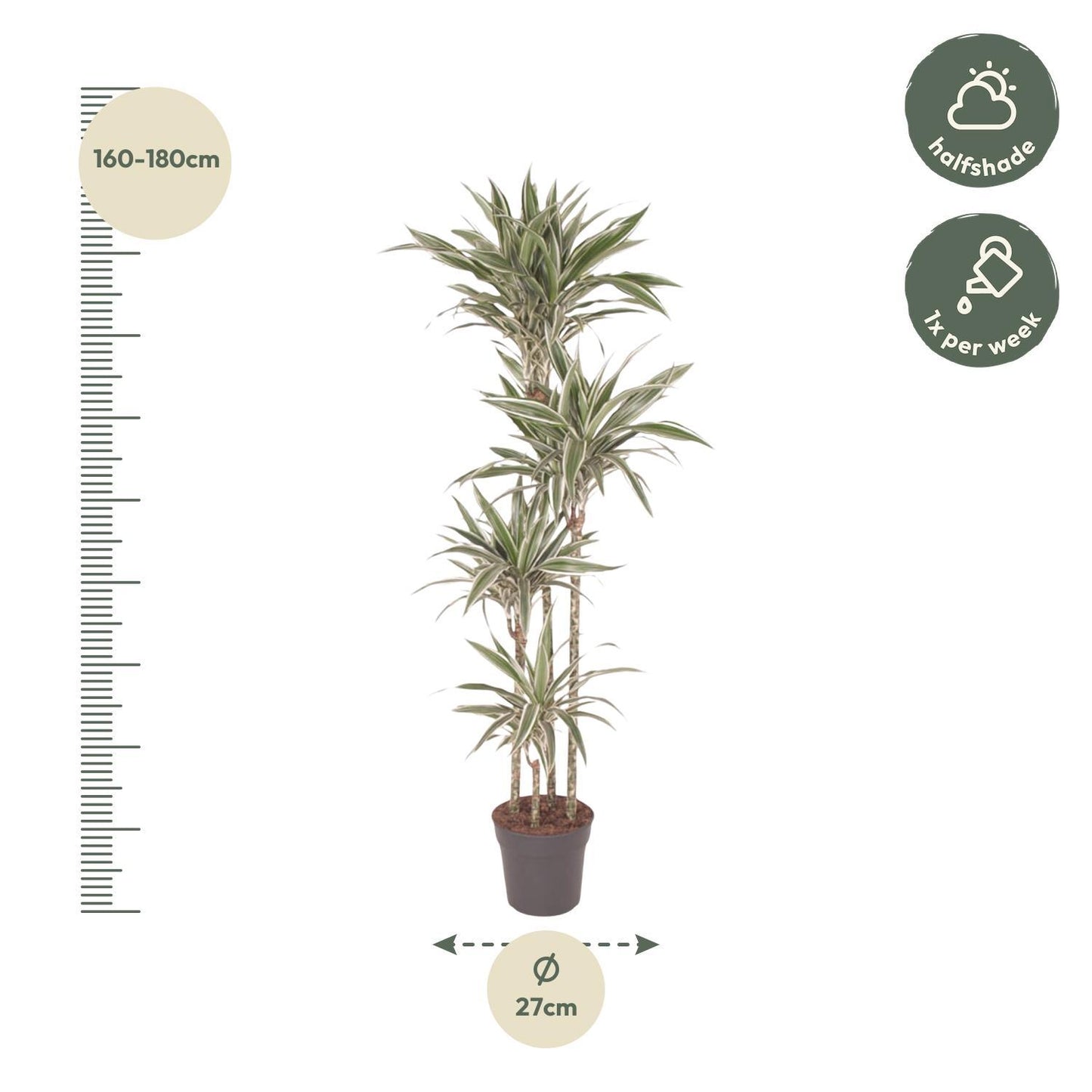 Copenhagen - Dracaena White Stripe