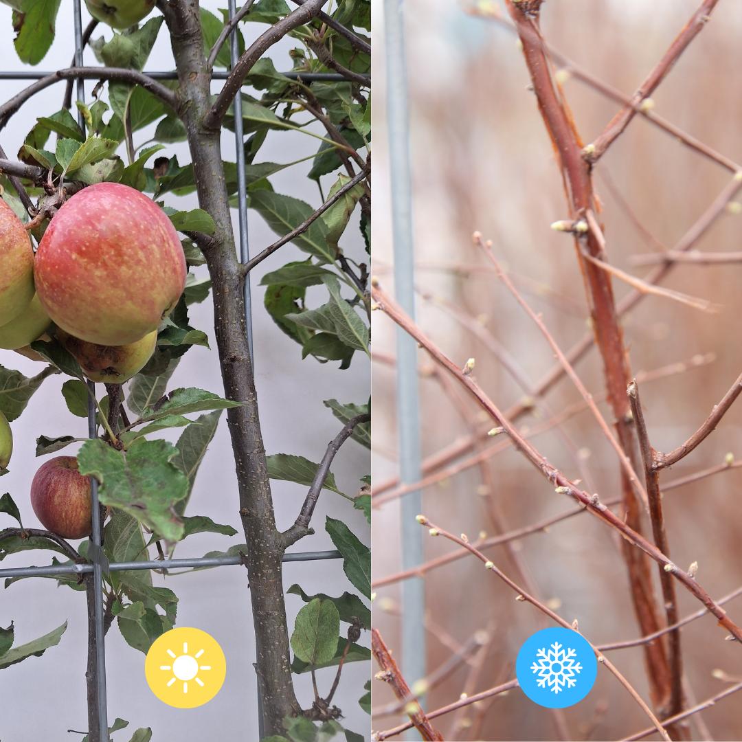 Malus Domestica 'Elstar' - Apple Tree - Pre Grown Hedge