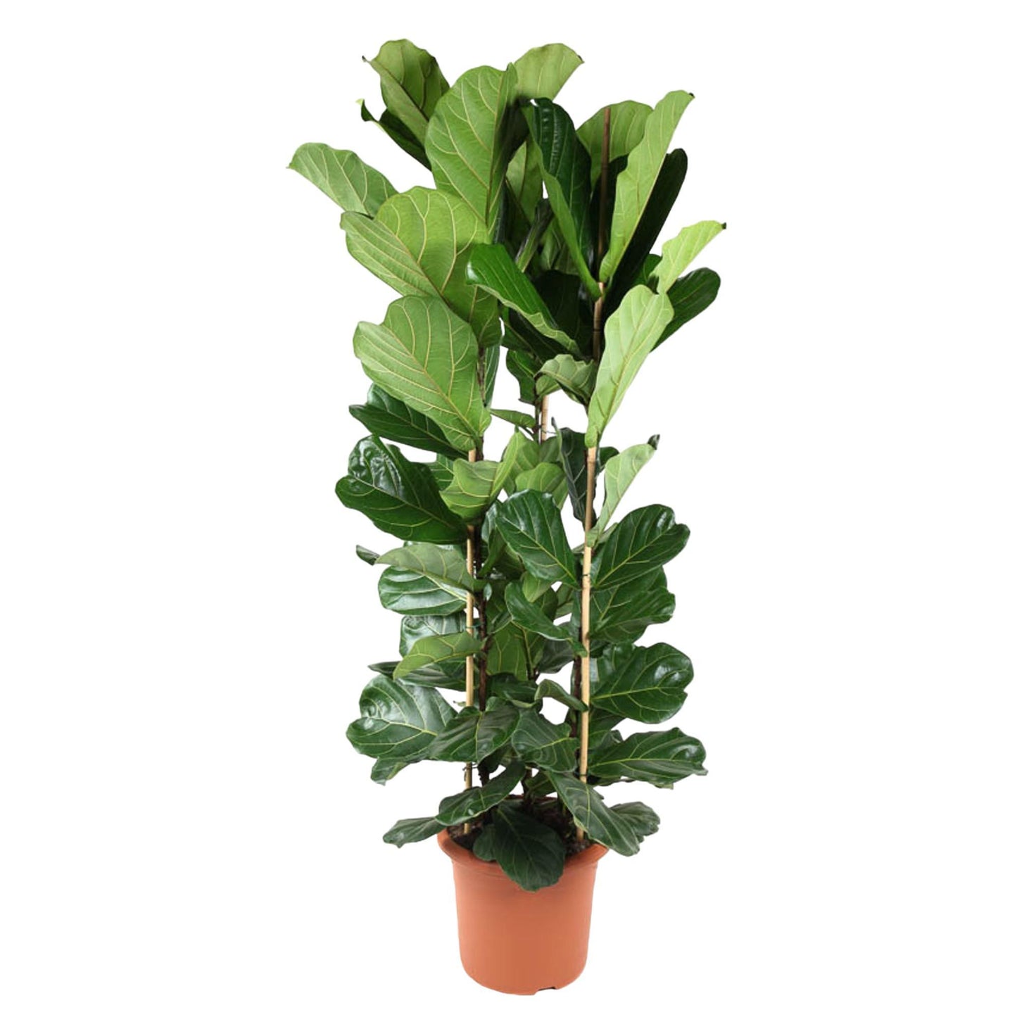 Monaco - Ficus Lyrata