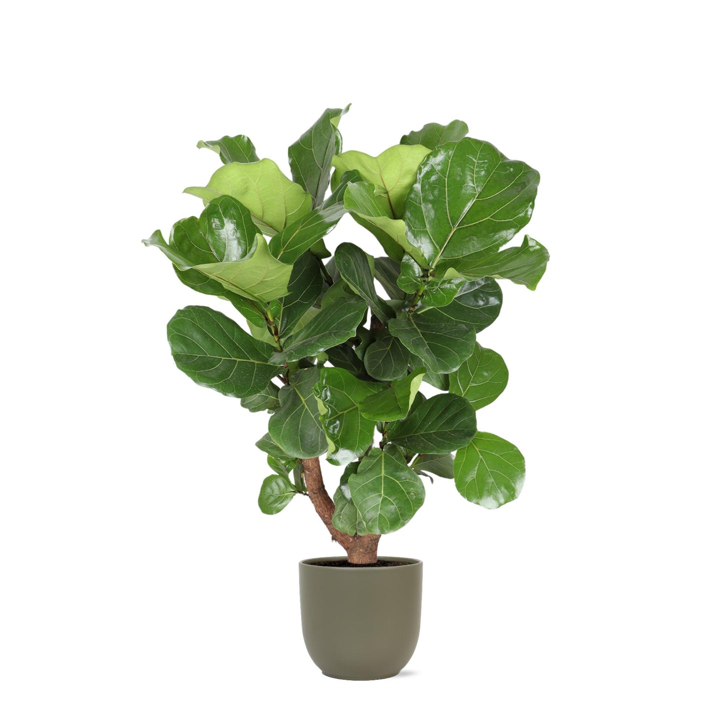 Geneva - Ficus Lyrata (Branched)