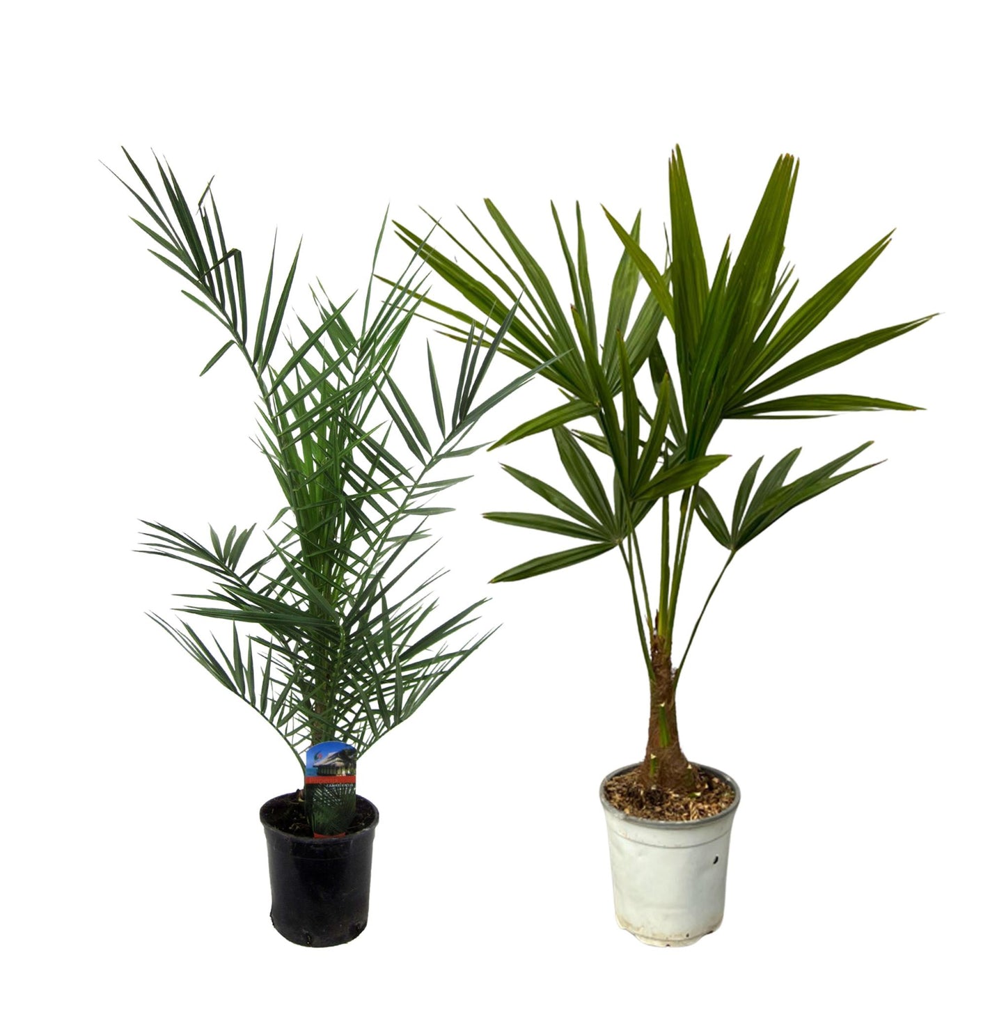 Combi Deal - Kathmandu - Phoenix Canariensis + Tirana - Trachycarpus Fortuneii