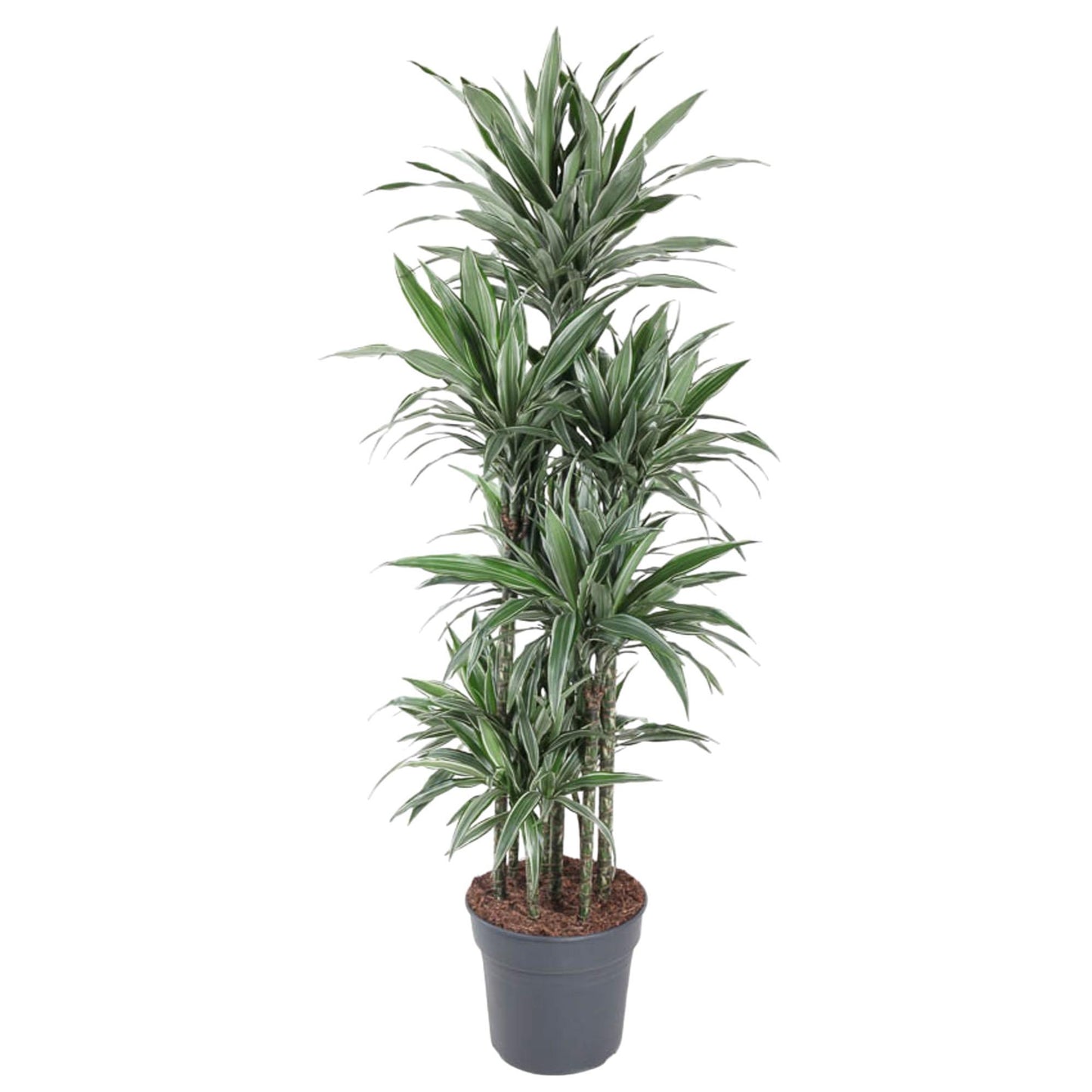 Brussels - Dracaena Warneckei