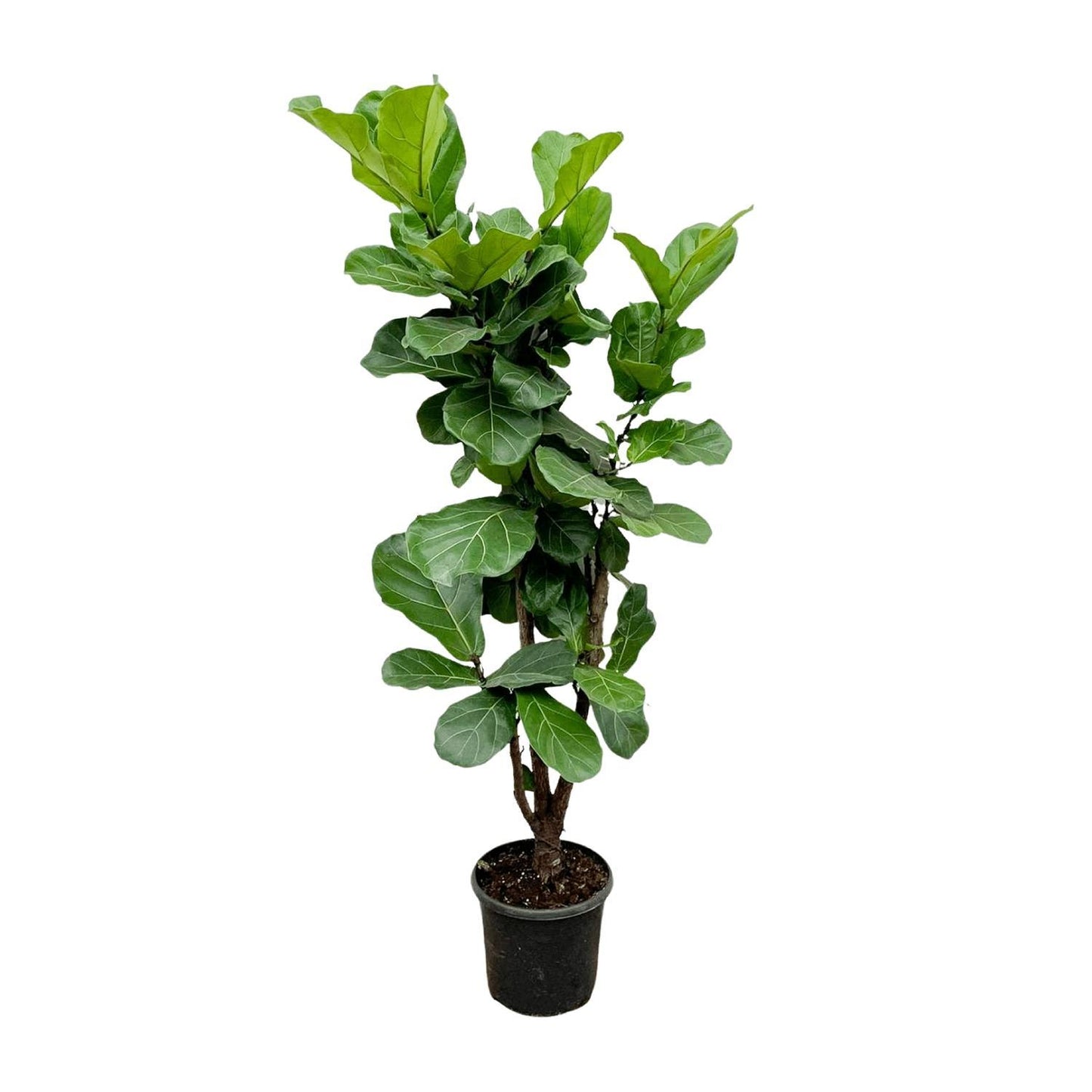 Geneva - Ficus Lyrata (Branched)